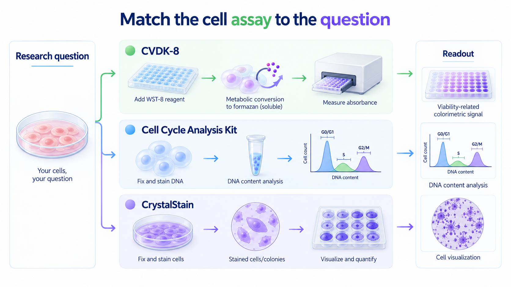 Match the cell assay to the question