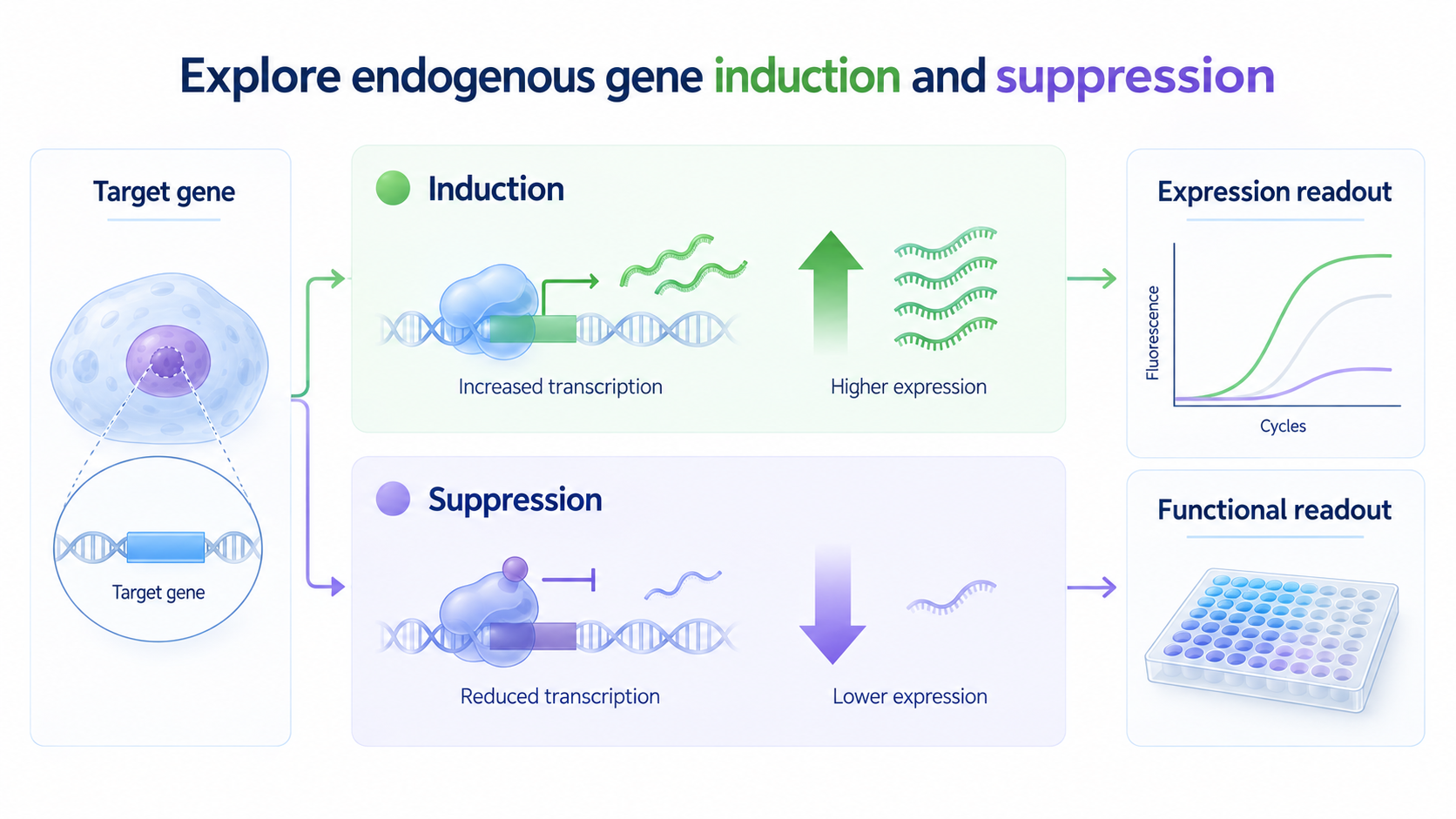 Explore endogenous gene induction and suppression