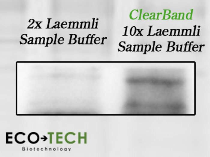Original flyer comparison of 2x Laemmli and ClearBand 10x Laemmli Sample Buffer