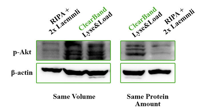 Original Lyse and Load flyer: p-Akt and beta-actin blots comparing equal volume and equal protein amount with RIPA plus 2x Laemmli