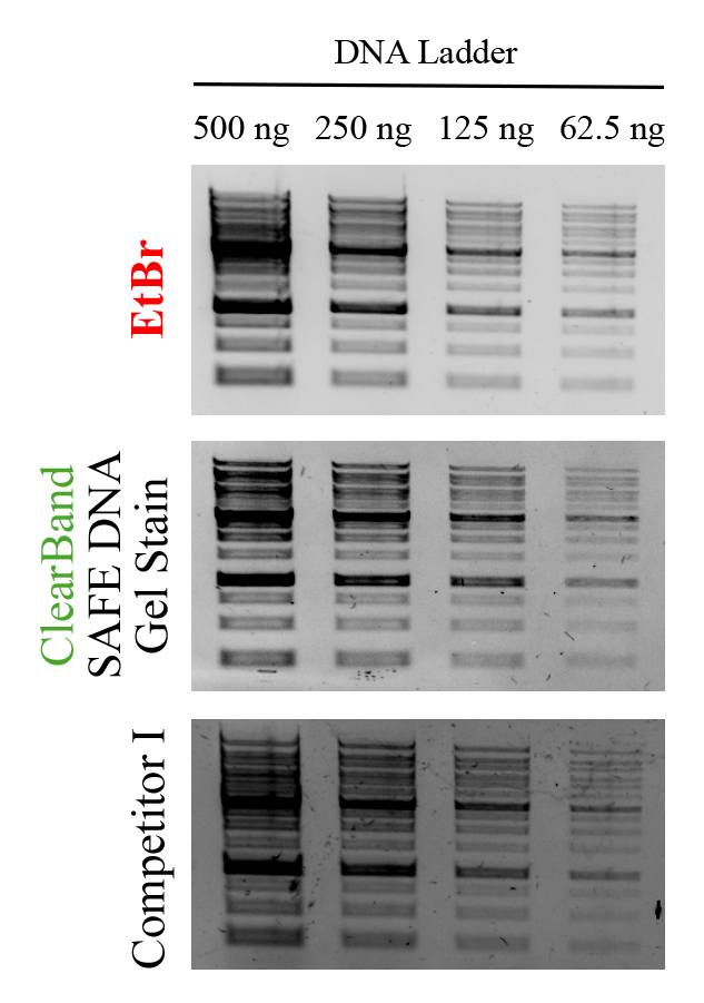 Flyer comparison of DNA ladders at 500, 250, 125 and 62.5 ng stained with EtBr, ClearBand SAFE DNA Gel Stain and Competitor I