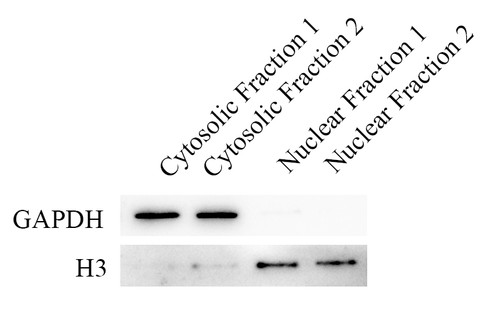 ClearBand Cytoplasmic & Nuclear Protein Fractionation Kit