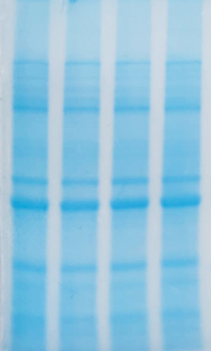 ClearBand Fast Coomassie Blue Staining Solution