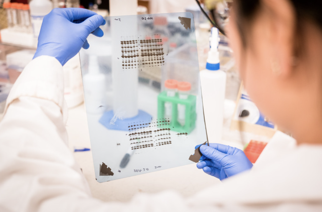 Scientist examining a blot film